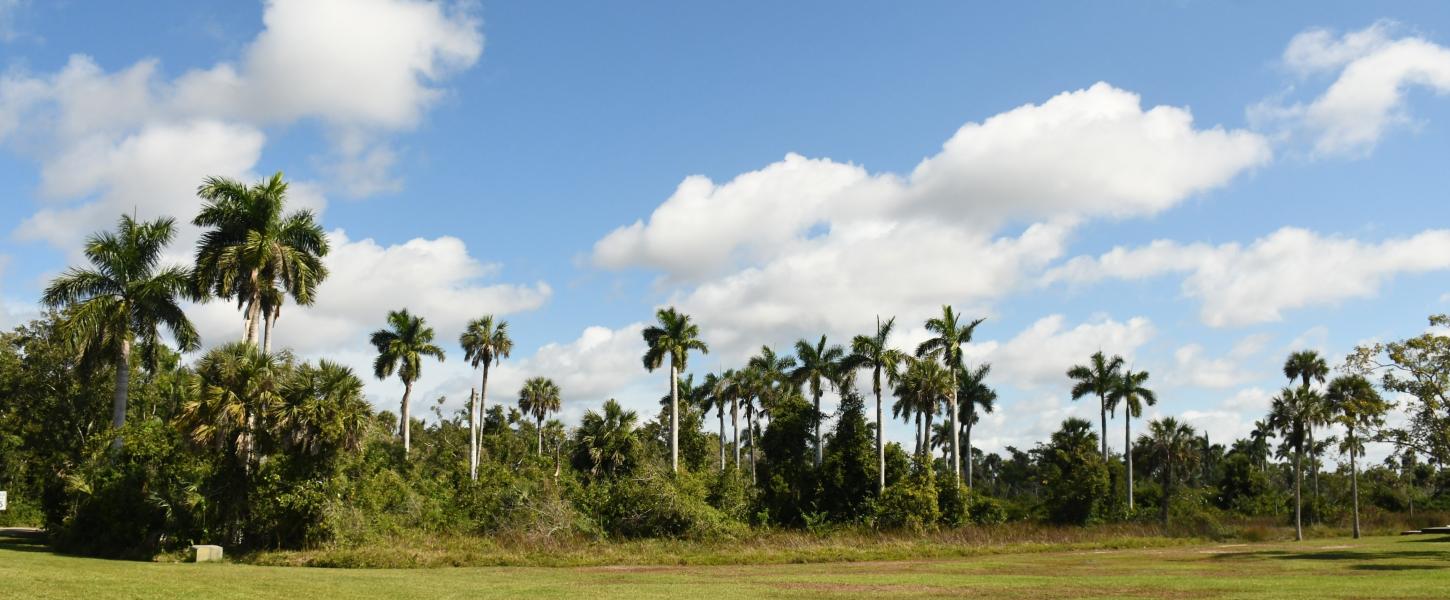 Royal Palm Hammock